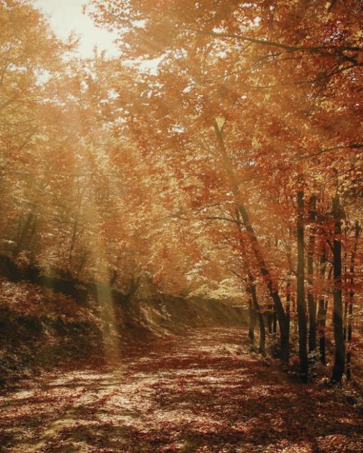 Naturaleza y enraizamiento